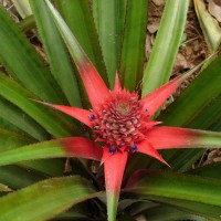 Ananas comosus (L.) Merr.